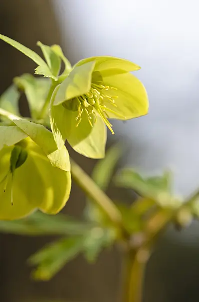519021 - Fragrant hellebore (Helleborus odorus)