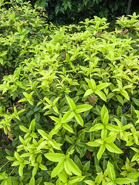 434068 - Fragrant olive (Osmanthus fragrans)