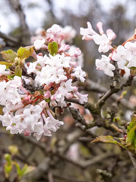 436219 - Fragrant viburnum (Viburnum farreri)