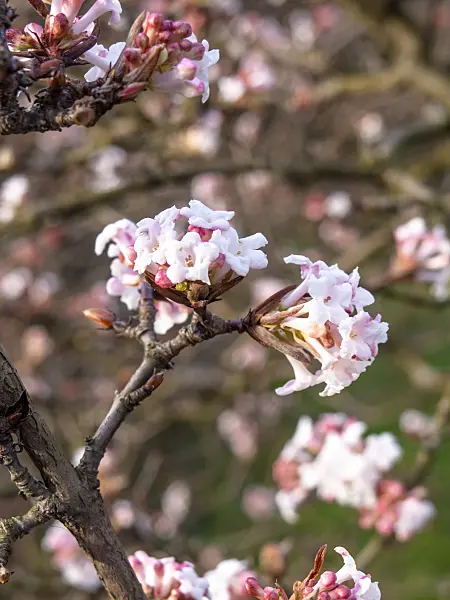 445024 - Fragrant viburnum (Viburnum farreri)