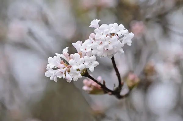 526003 - Fragrant viburnum (Viburnum farreri)
