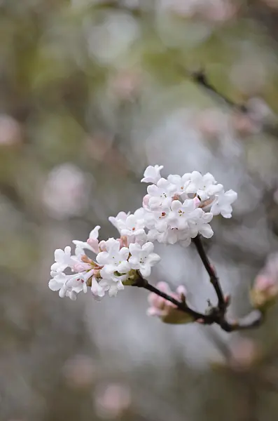 526004 - Fragrant viburnum (Viburnum farreri)