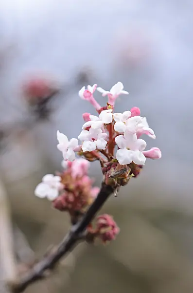 553051 - Fragrant viburnum (Viburnum farreri)
