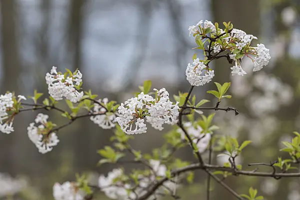 616350 - Fragrant viburnum (Viburnum farreri)