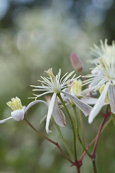 510120 - Fragrant virgin's bower (Clematis flammula)