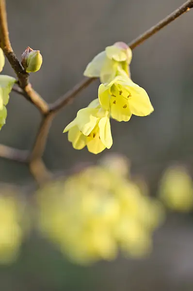 471021 - Fragrant winter hazel (Corylopsis glabrescens)