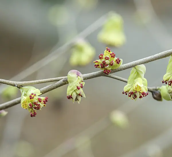 558087 - Fragrant winter hazel (Corylopsis glabrescens)