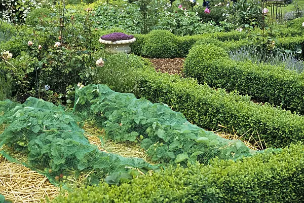 428280 - Fraisier cultivé (Fragaria x ananassa) sur paille, protégé par un filet
