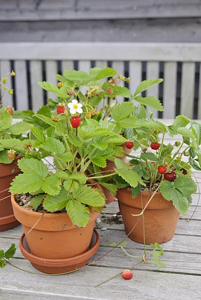 518042 - Fraisier des bois (Fragaria vesca)