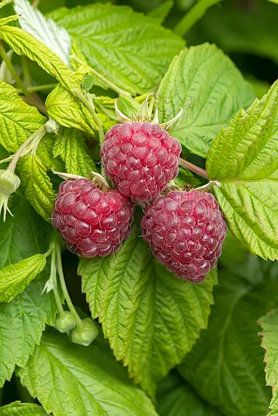 675353 - Framboisier (Rubus idaeus 'Autumn Happy')
