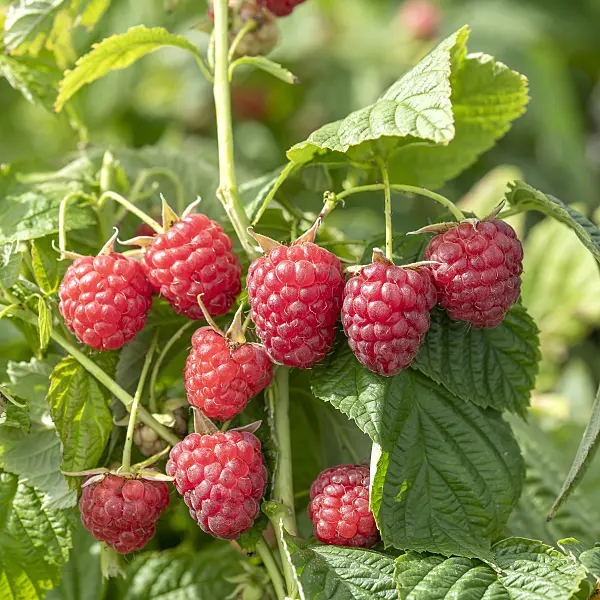 616124 - Framboisier (Rubus idaeus 'Little Sweet Sister')