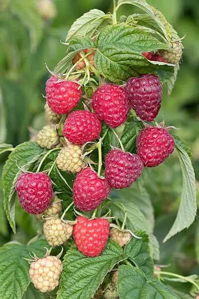 675362 - Framboisier (Rubus idaeus 'Little Sweet Sister')