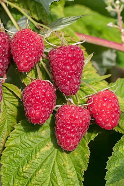 664414 - Framboisier (Rubus idaeus 'Malling Happy')