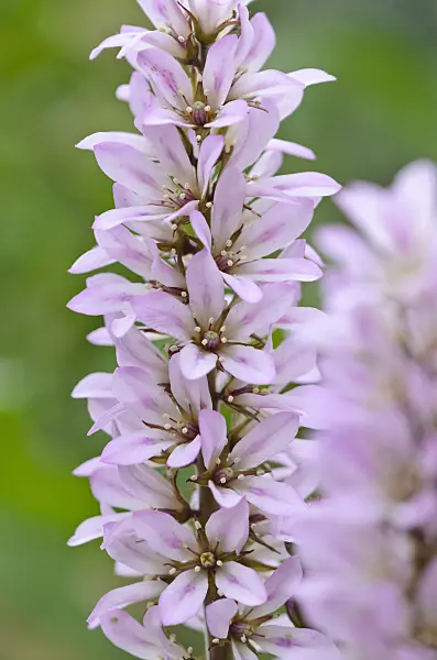545043 - Francoa appendiculata