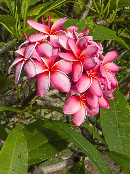 411020 - Frangipani (Plumeria rubra)