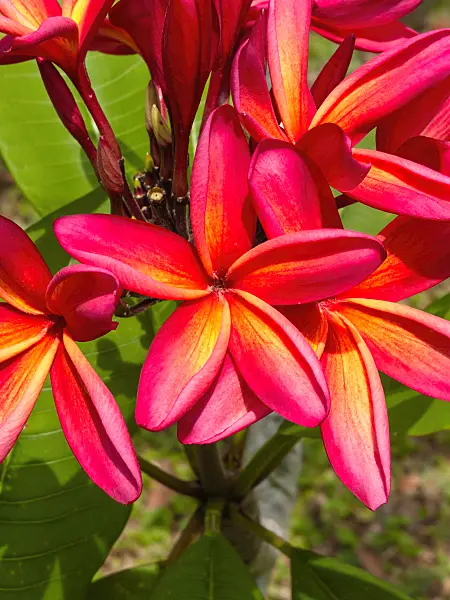 411176 - Frangipani (Plumeria rubra)