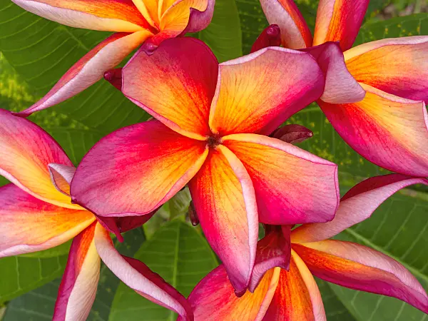 411177 - Frangipani (Plumeria rubra)