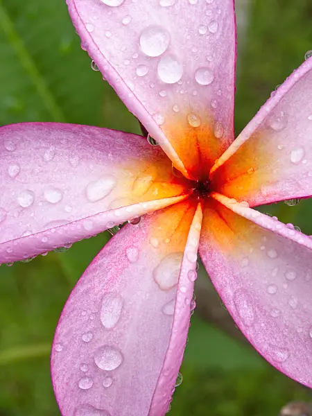 434042 - Frangipani (Plumeria rubra)