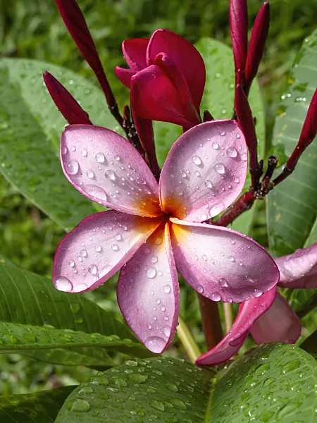 434043 - Frangipani (Plumeria rubra)