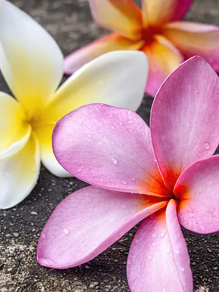 434044 - Frangipani (Plumeria rubra)