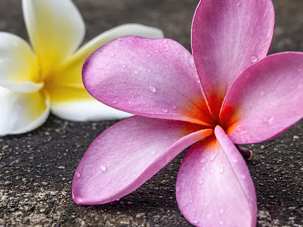 434045 - Frangipani (Plumeria rubra)