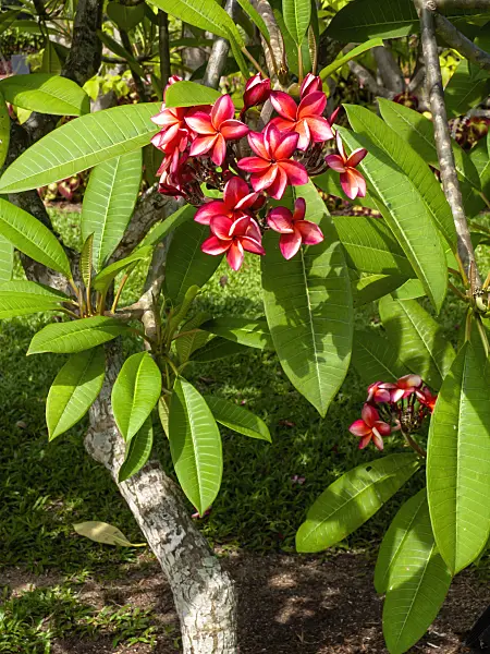 434163 - Frangipani (Plumeria rubra)