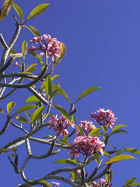 434377 - Frangipani (Plumeria rubra)