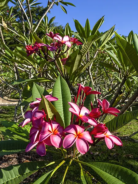 434378 - Frangipani (Plumeria rubra)