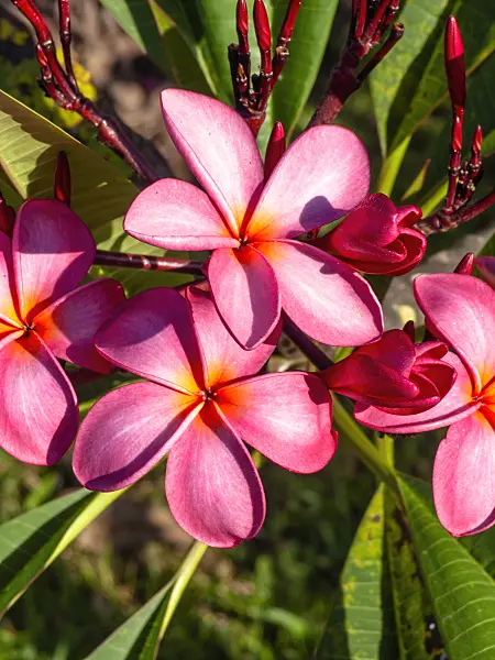 434379 - Frangipani (Plumeria rubra)