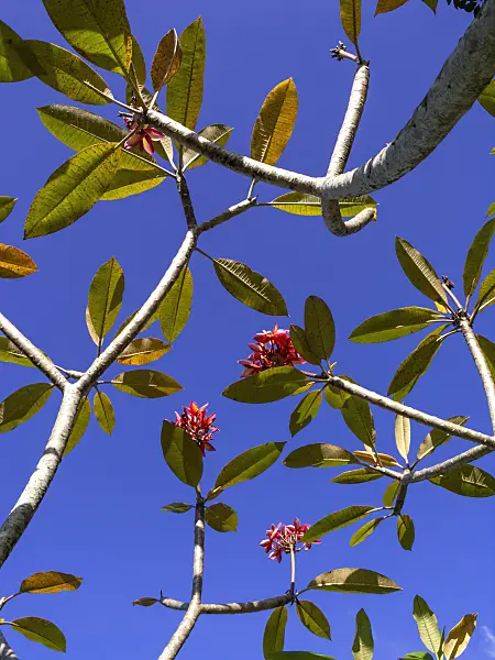 434380 - Frangipani (Plumeria rubra)