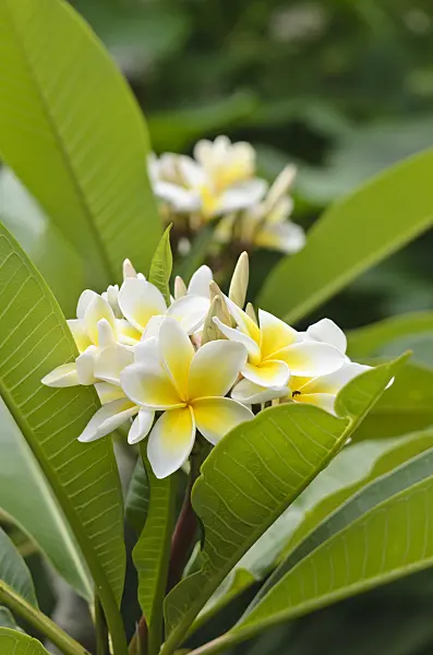 597034 - Frangipani (Plumeria rubra)