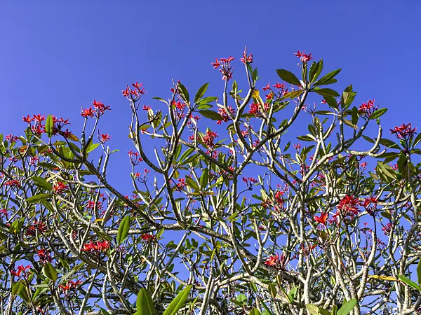 434375 - Frangipani (Plumeria rubra 'Carmine Flush')