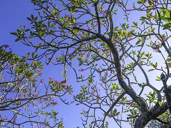 434376 - Frangipani (Plumeria rubra 'Carmine Flush')