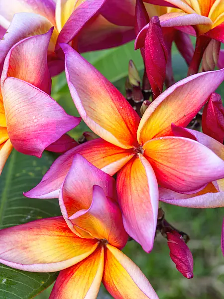 434381 - Frangipani (Plumeria rubra 'Jean Moragne')