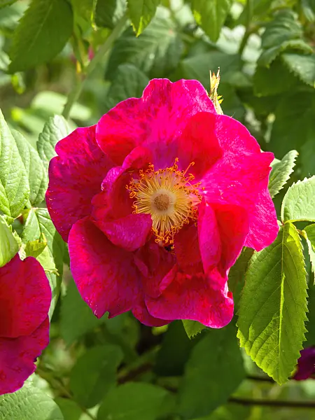 460165 - Frankfort rose (Rosa x francofurtana)