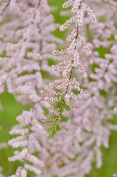 533012 - Französische Tamariske (Tamarix gallica)
