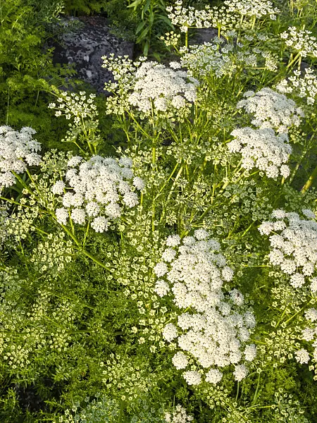 402049 - Französisches Laserkraut (Laserpitium gallicum)