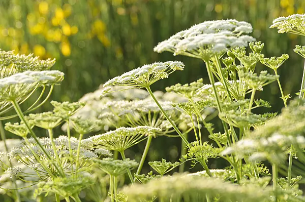 485142 - Französisches Laserkraut (Laserpitium gallicum)