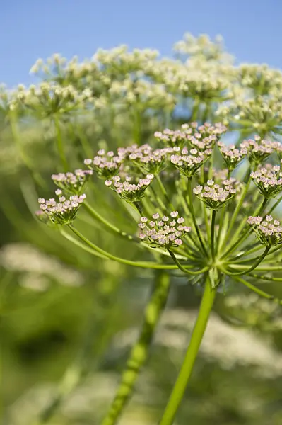 509028 - Französisches Laserkraut (Laserpitium gallicum)