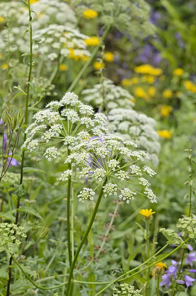 521326 - Französisches Laserkraut (Laserpitium gallicum)