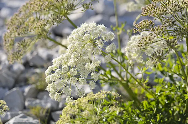 533173 - Französisches Laserkraut (Laserpitium gallicum)