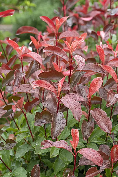 616274 - Fraser's photinia (Photinia x fraseri 'Camilvy')