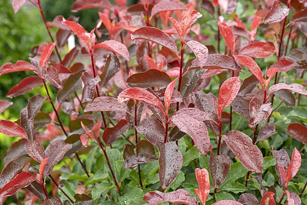 616275 - Fraser's photinia (Photinia x fraseri 'Camilvy')