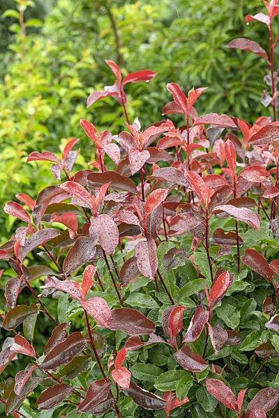 616276 - Fraser's photinia (Photinia x fraseri 'Camilvy')