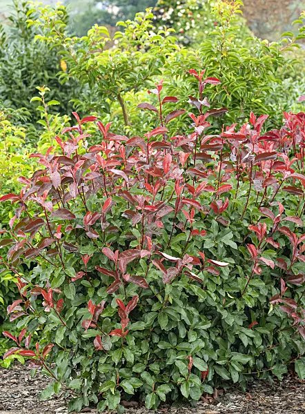 616277 - Fraser's photinia (Photinia x fraseri 'Camilvy')