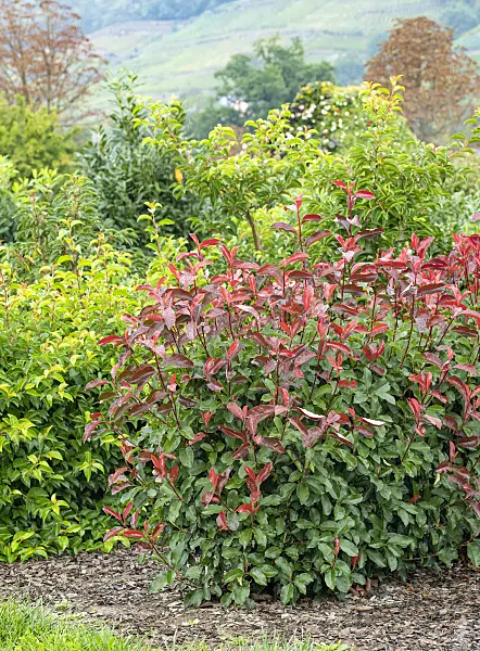616278 - Fraser's photinia (Photinia x fraseri 'Camilvy')