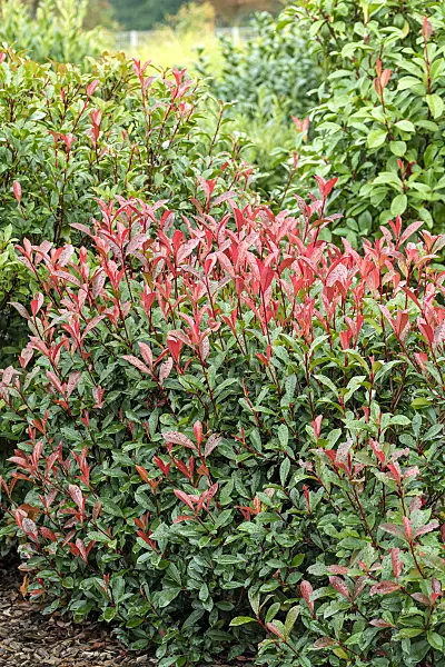 616279 - Fraser's photinia (Photinia x fraseri 'Carré Rouge')