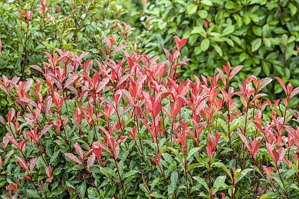 616280 - Fraser's photinia (Photinia x fraseri 'Carré Rouge')
