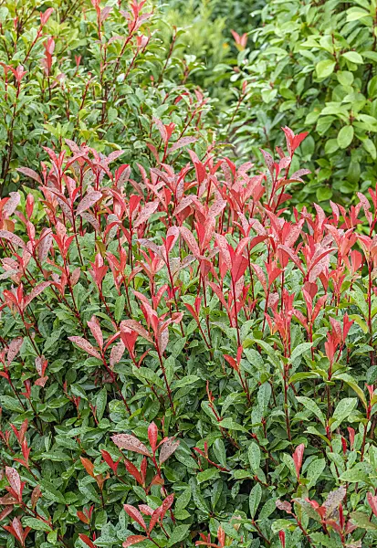 616281 - Fraser's photinia (Photinia x fraseri 'Carré Rouge')