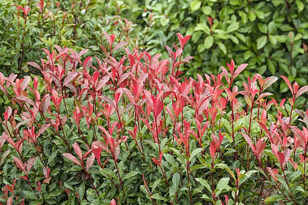 625296 - Fraser's photinia (Photinia x fraseri 'Carré Rouge')